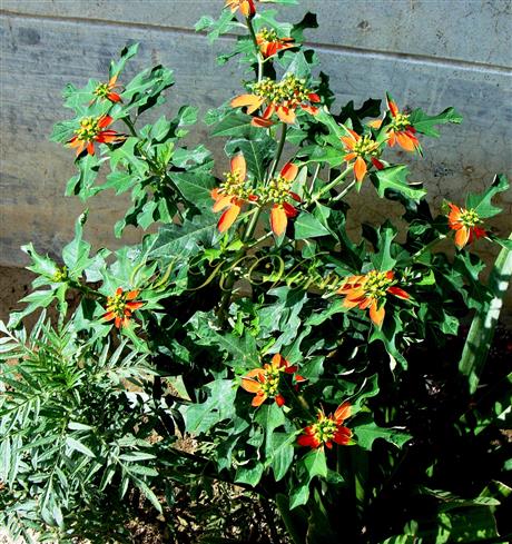  Plant